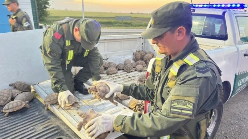 Santa Fe: trasladaban 166 tortugas dentro de bolsas arpilleras en un cargamento de cebollas