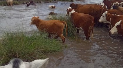 La producción ganadera al borde del colapso en Santa Fe